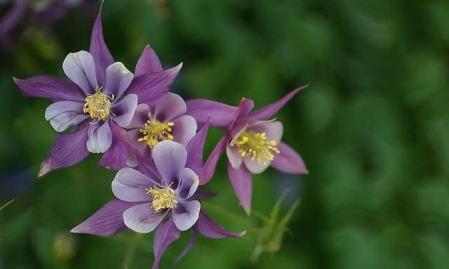 50多种开紫色花朵的植物和种植方法