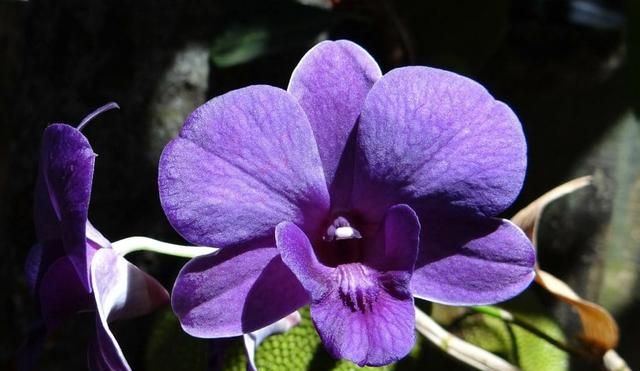50多种开紫色花朵的植物和种植方法
