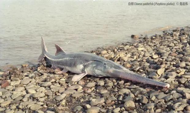 痛心！“美人鱼”儒艮在中国已功能性灭绝！最后一次出现已是14年前…