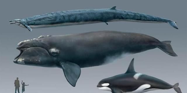 梅尔维尔鲸图3