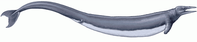 梅尔维尔鲸图18