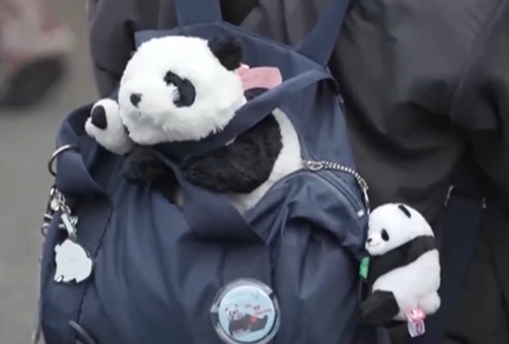 熊猫香香到底有多受日本人喜爱？在日留学生：人气比首相还高